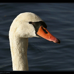 Labutí portrét