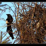 Pojď domu! ..... NEPŮJDU