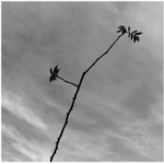<b>- black rose -</b>