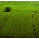 <b> - fresh green -</b>