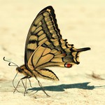 Velká letní žízeň