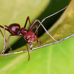 Válečník v obranném postoji