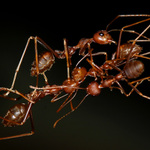 Mravenci dělají most