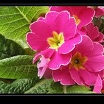 Primule <b>jarní</b>