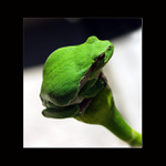 Žabka co si hřeje záda :))