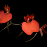 Orchidej II.