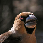 Světem ptáků VII. - Dlask tlustozobý