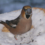 Světem ptáků VIII. - Dlask tlustozobý za tmy