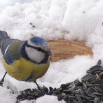 Světem ptáků IX. - Sýkora modřinka