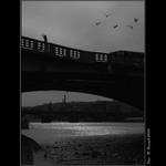  <B>KOCOUŘÍ PTÁKOVKA...</B>