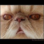 <B>....PROSTĚ KOCOUR...</B>