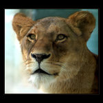 <b>...KOČIČKO POJĎ SI HRÁT...