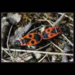 <b><i>... co se dělo v trávě ...</b></i>