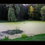 Taneční parket pro rusalky