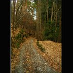 Ještě jedna lesní ...