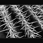 <b>Ze života ostnů</b>