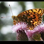 <b>...jarní kurýr...</b>