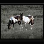 Co se koni hlavou honí?