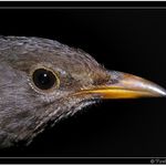 Ptáček jarabáček :-) #1