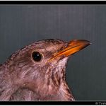 <B>Ptáček jarabáček :-) #3 (last)</B>