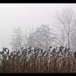 mezi stromy a rákosím je rybníček