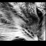 <b>...[.kociiicka.]...</b>