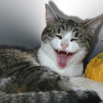Ááááhoj