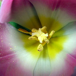 Tulipán