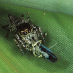 Skákavka na obědě