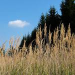 Pozdní léto na úpatí Kočky