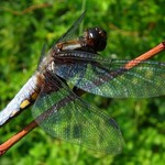 Libellula depressa II