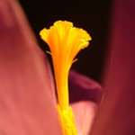 Macrocrocus