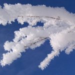 mrazivá větvička....