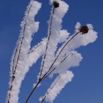 poslední vzpomínka na krutou zimu...