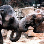 ZOO Praha