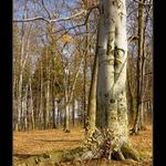 dnešní ráno z zámeckém parku v HLuboké nad Vltavou