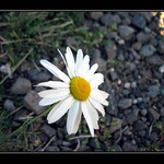 ox-eye daisy