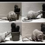 <b> Blízká setkání třetího druhu... </b>