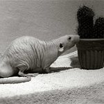 <b> Nahatej Ginek a chlupatej kaktus :) </b>