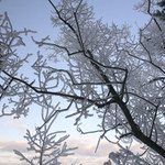 Zamrzle jezero a stromy