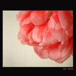 Tulip