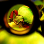 Eudicella smithi betherandi