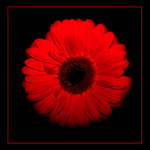 Gerbera