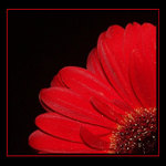 Gerbera II.