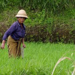 v rýžovém políčku...