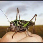 jako z Ferdy mravence