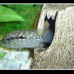 Kančík červenohrdý