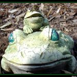 Žabky a fčelička :o)))