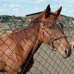 Když jsem za plotem, i dotyk ruky potěší
