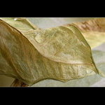 <b>... The Old ...</b><br>